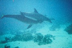 dolphinshurg