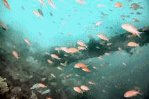 fishred