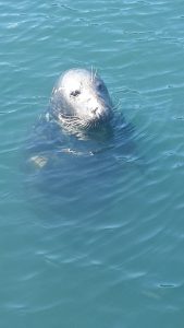 seal-posing